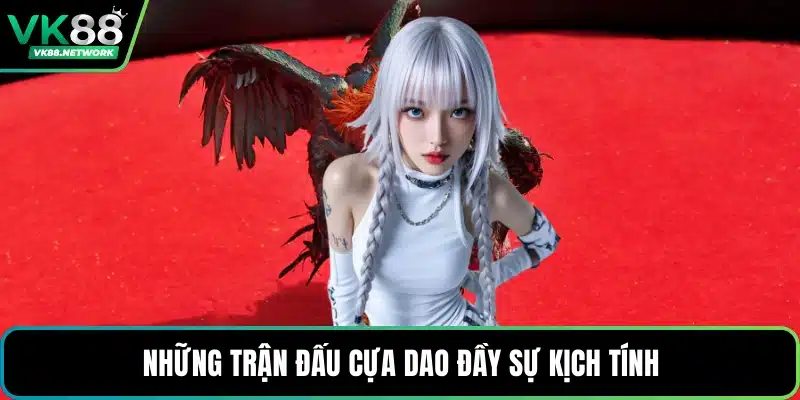 Những trận đấu cựa dao đầy sự kịch tính